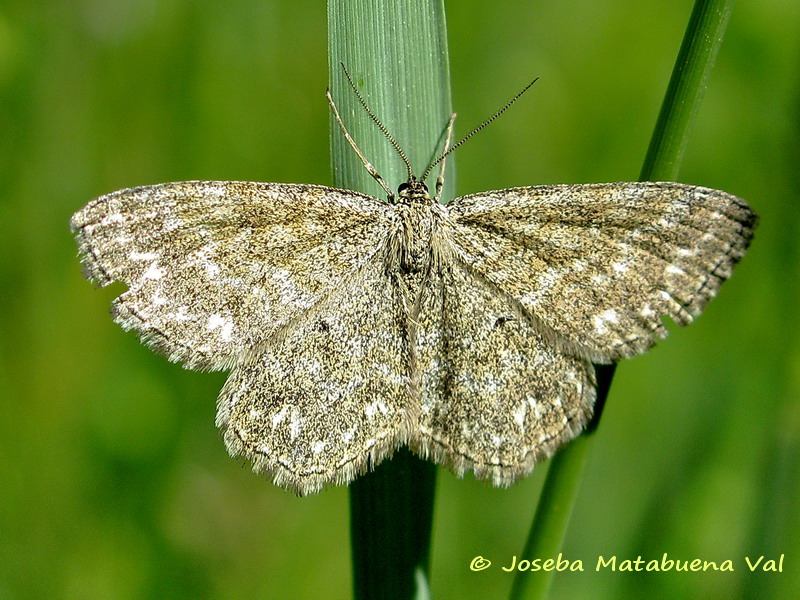 Scopula immorata - Geometridae? S